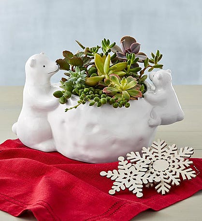 Holiday Polar Bear Succulents Gift